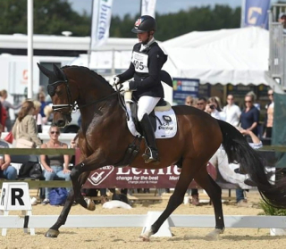 Waverley Fellini places third in the Shearwater Young Horse 